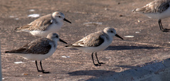 Calidris mauri