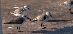 Calidris mauri