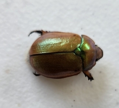 Anoplognathus suturalis