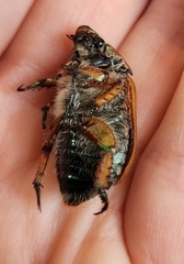 Anoplognathus suturalis