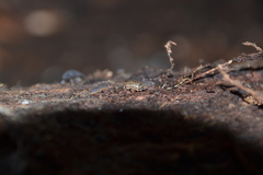Armadillidium pictum