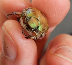 Anoplognathus suturalis