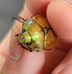 Anoplognathus suturalis