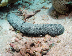 Holothuria atra