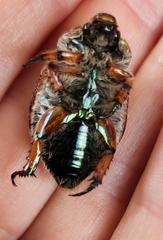 Anoplognathus suturalis