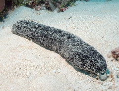 Holothuria atra