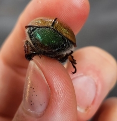 Anoplognathus suturalis