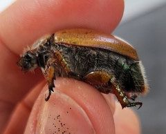 Anoplognathus suturalis