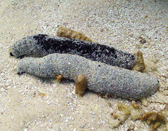 Holothuria atra