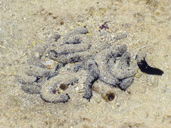 Holothuria atra