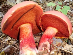 Lanmaoa