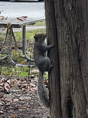 Sciurus carolinensis