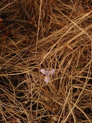Moraea stricta