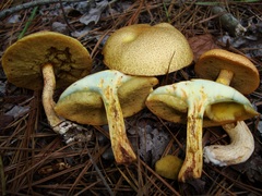 Suillus tomentosus