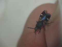 Lanchnophorus singalensis