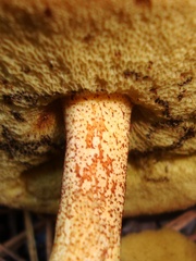 Suillus tomentosus