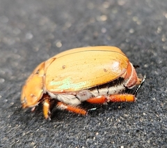 Anoplognathus montanus