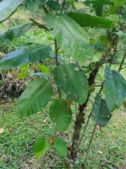 Croton tenuicaudatus