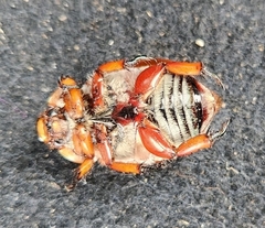 Anoplognathus montanus