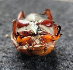 Anoplognathus montanus