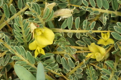 Astragalus ibrahimianus image