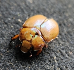 Anoplognathus montanus