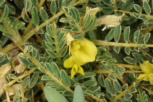 Astragalus ibrahimianus image