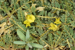 Image of Astragalus ibrahimianus