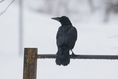 Corvus frugilegus
