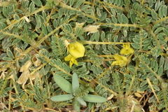 Astragalus ibrahimianus image