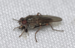 Trichopalpus fraternus