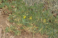 Astragalus ibrahimianus image