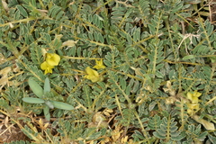 Astragalus ibrahimianus image