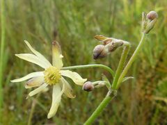 Knowltonia vesicatoria