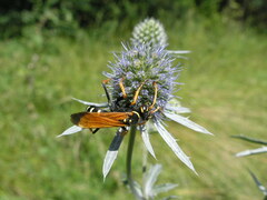 Parabatozonus lacerticida