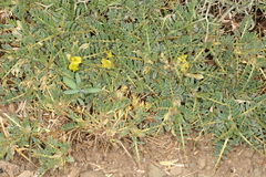 Astragalus ibrahimianus image