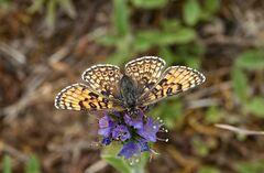 Melitaea cinxia winbladi