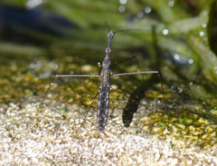 Hydrometra stagnorum