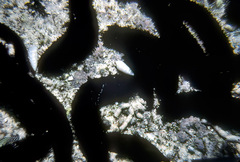 Holothuria difficilis