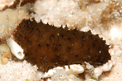 Holothuria difficilis