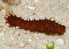 Holothuria difficilis