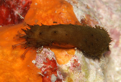Holothuria difficilis