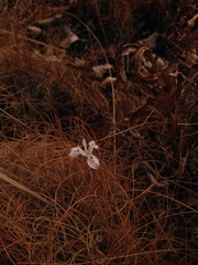 Moraea stricta
