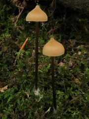 Entoloma conicum