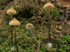 Entoloma conicum