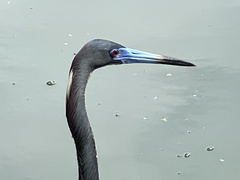 Egretta tricolor