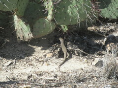 Aspidoscelis marmoratus