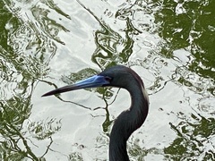 Egretta tricolor