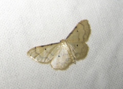 Idaea politaria