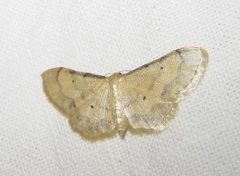 Idaea politaria